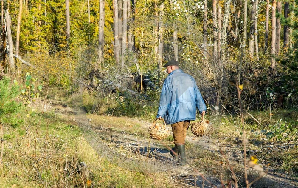 Тихая охота: как не заблудиться в лесу.