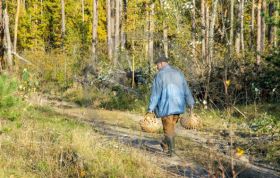 Тихая охота: как не заблудиться в лесу.